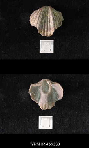 Platystrophia ponderosa