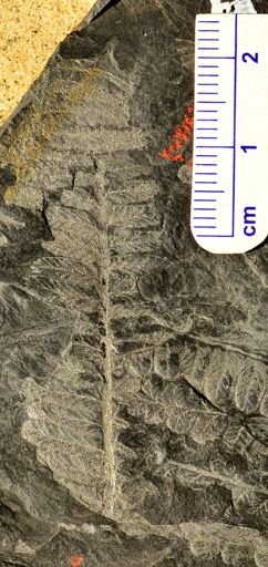 Pecopteris sp.