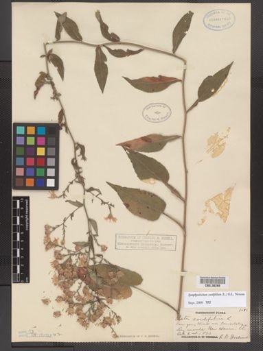 Symphyotrichum cordifolium