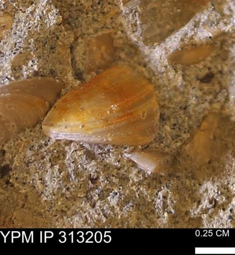 Corbicula