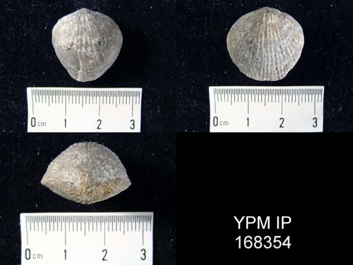 Atrypa reticularis