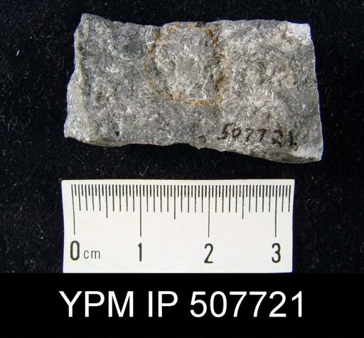 undet. Brachiopoda