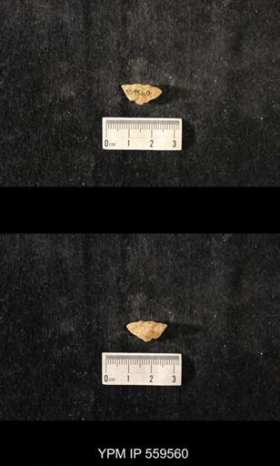 Brachiospongia digitata