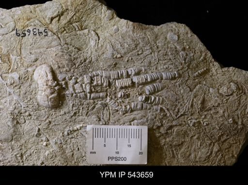 Phanocrinus sp.