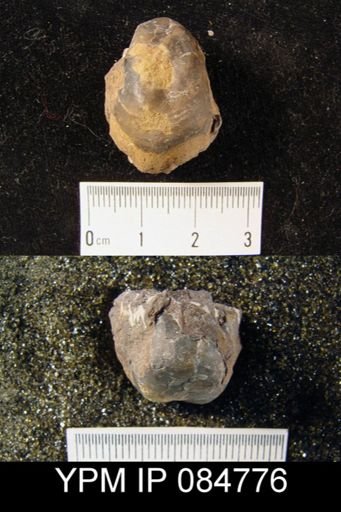 Pentameroides (Callipentamerus) cf. corrugatus