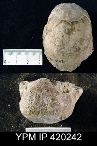 Productus cora