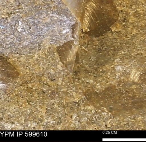 Protocardia subquadrata