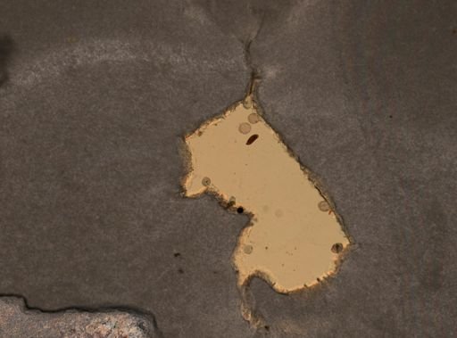 Trichocerca tenuior