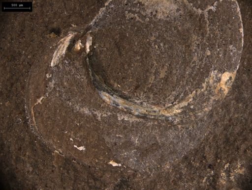 Estherites jocelynae