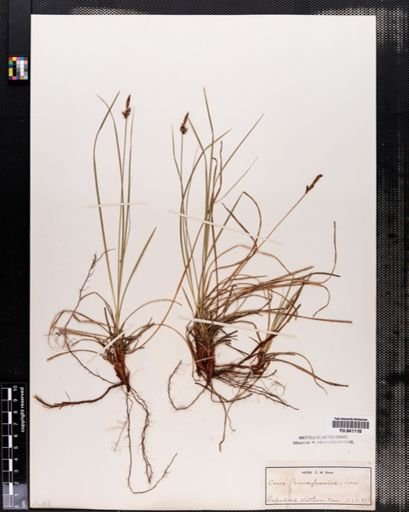 Carex pensylvanica