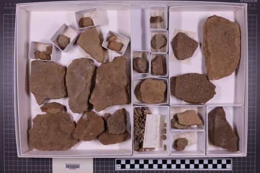 mixed taxa, stratigraphic collection