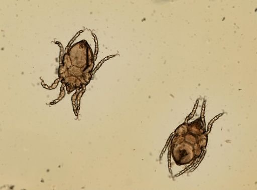 Rhombognathides seahami