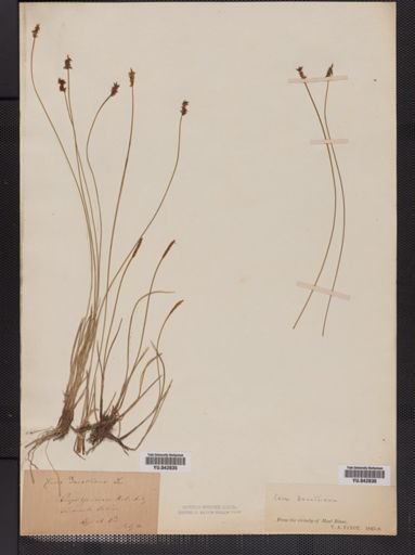 Carex