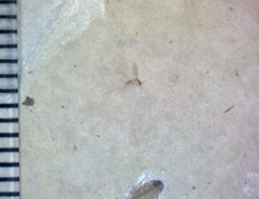 undet. Diptera