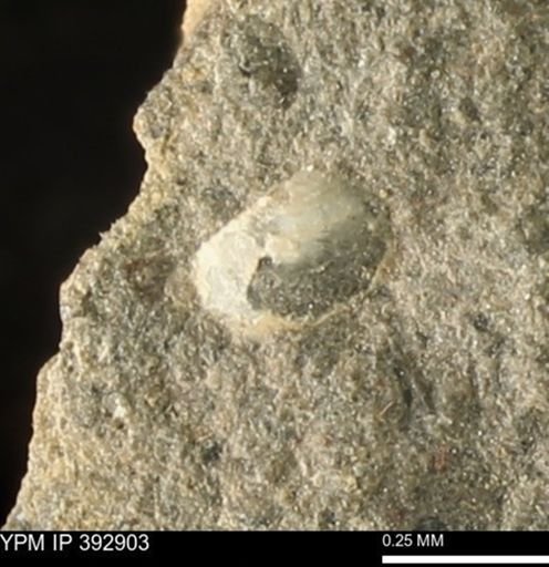 Protocardia sp.