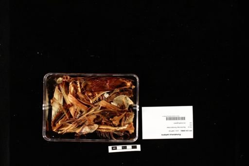 Pomatomus saltatrix