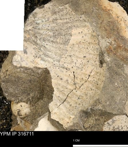 Hoploscaphites?