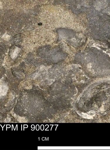 Anomia gryphorhyncha