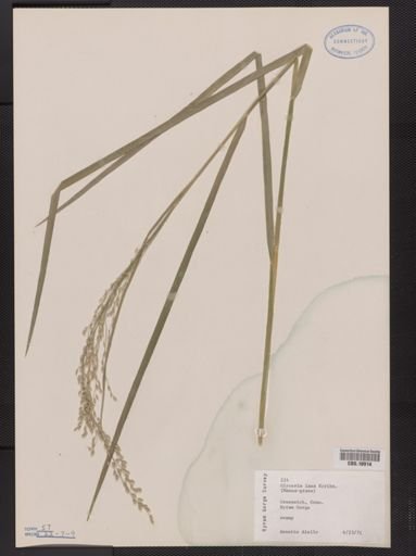 Glyceria laxa