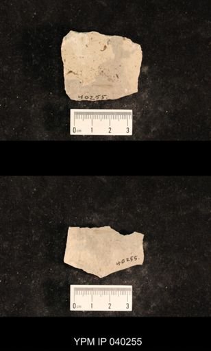 Demopterum gracile