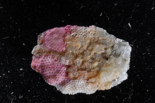 Floridina antiqua