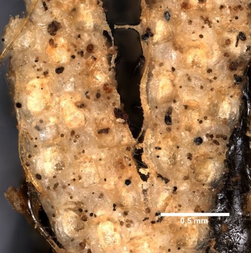 Caberea ellisii