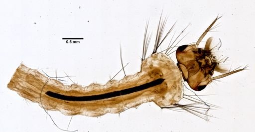 Aedes diantaeus