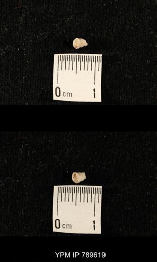 undet. Bryozoa