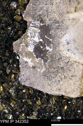 undet. Mollusca
