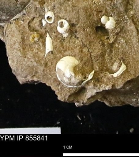 undet. Gastropoda