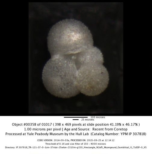 undet. Foraminiferida
