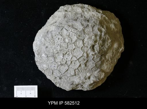 Hexagonaria sp.