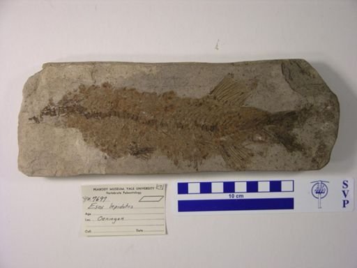 Esox lepidotus