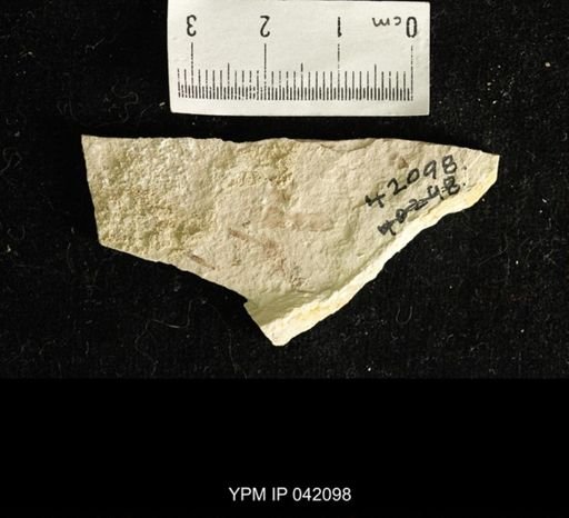 undet. Hemiptera