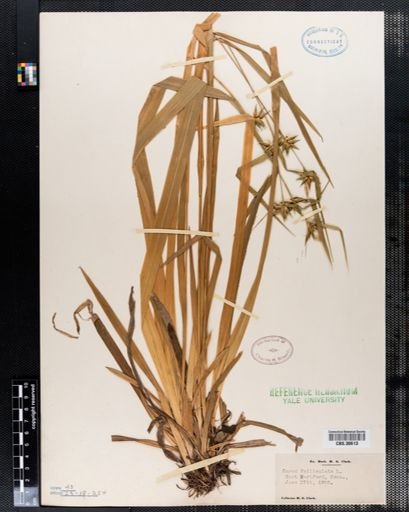 Carex folliculata