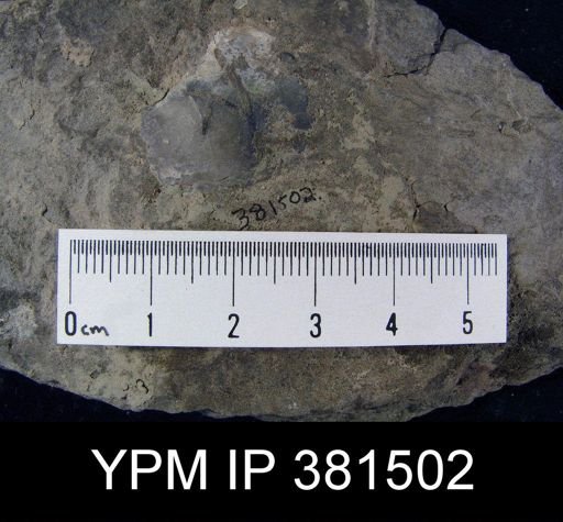 Warrenella sp.