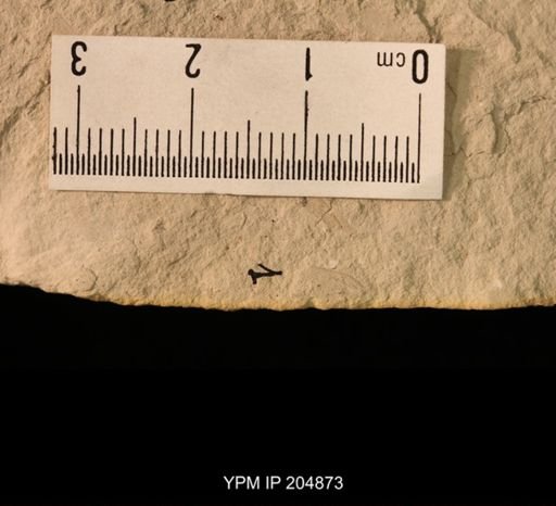 Ephemeroptera