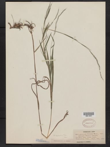 Muhlenbergia sylvatica