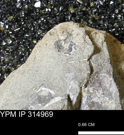 undet. Mollusca
