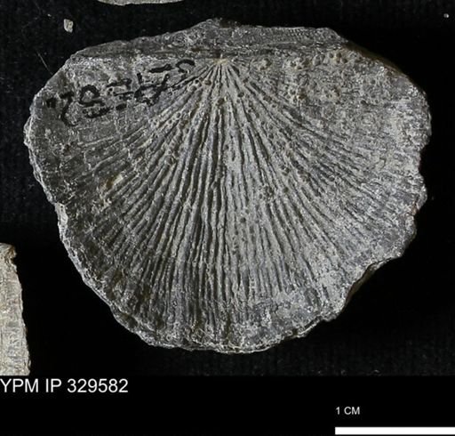 Stropheodonta demissa