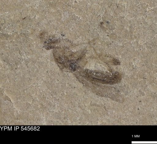 Diptera?
