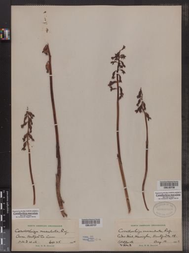 Corallorhiza maculata