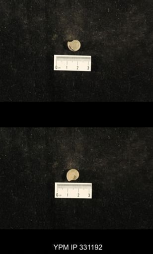 Trepospira depressa