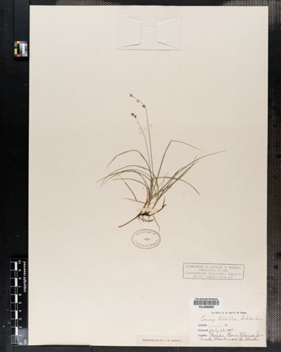 Carex disperma