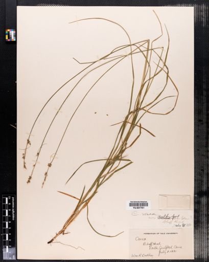 Carex