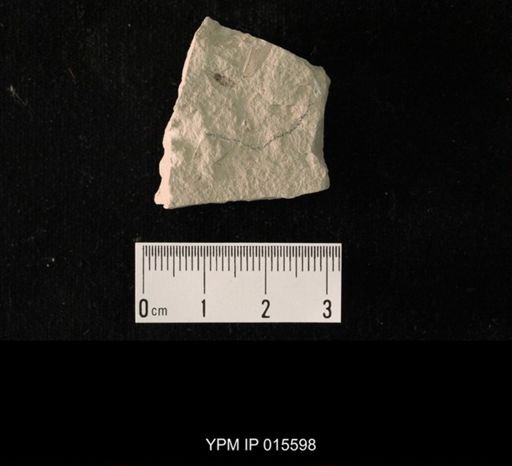 Probnis speciosa