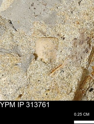 undet. Bivalvia