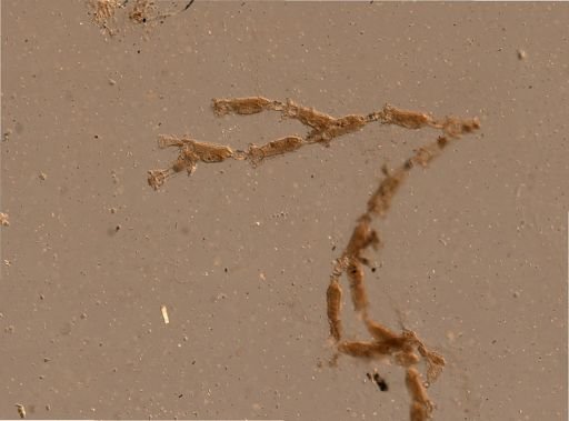 Catenicella
