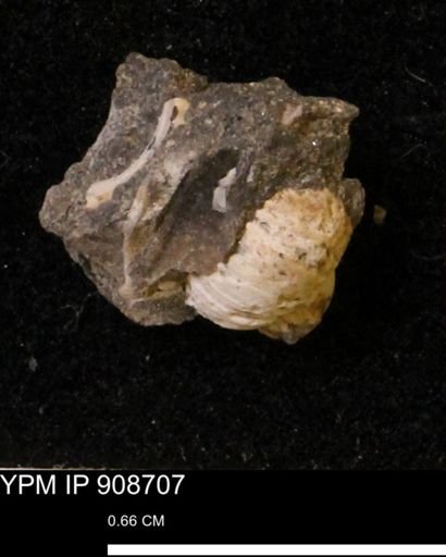 Euspira sp.