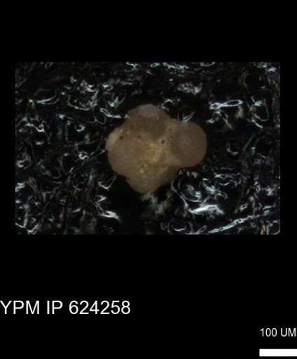 undet. Foraminiferida